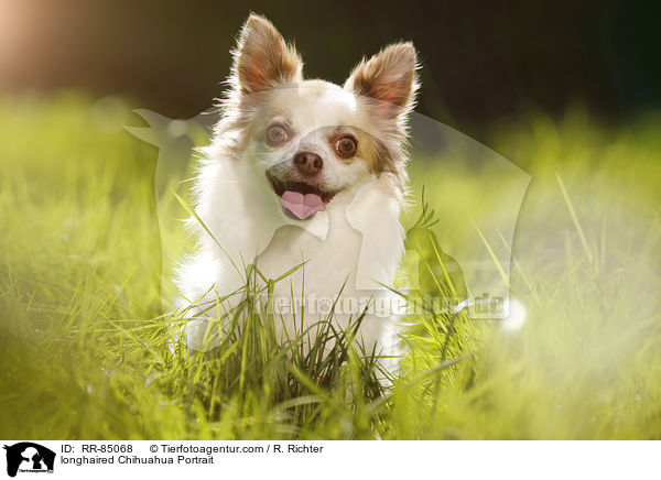 longhaired Chihuahua Portrait / RR-85068