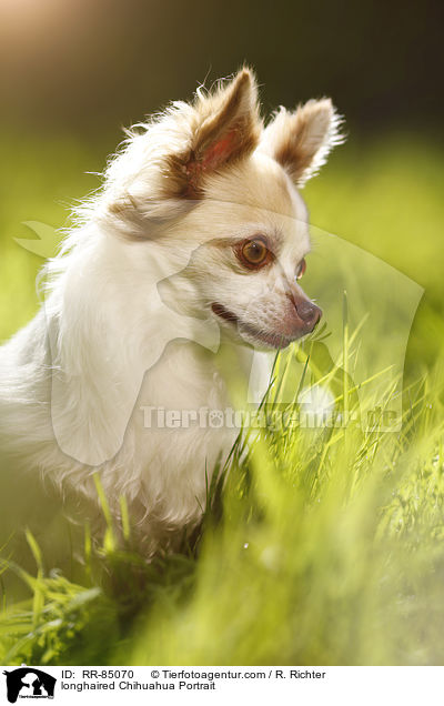 longhaired Chihuahua Portrait / RR-85070