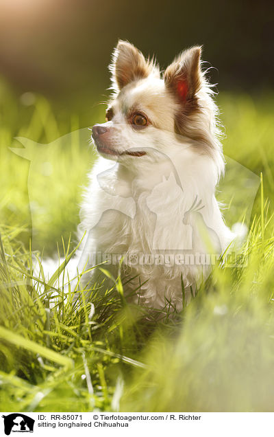 sitting longhaired Chihuahua / RR-85071