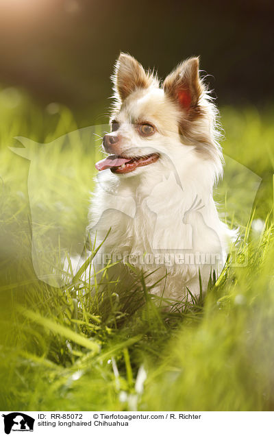 sitting longhaired Chihuahua / RR-85072