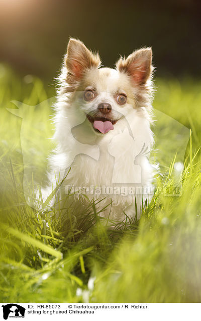 sitting longhaired Chihuahua / RR-85073