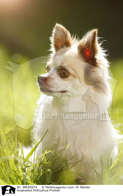 longhaired Chihuahua Portrait / RR-85074