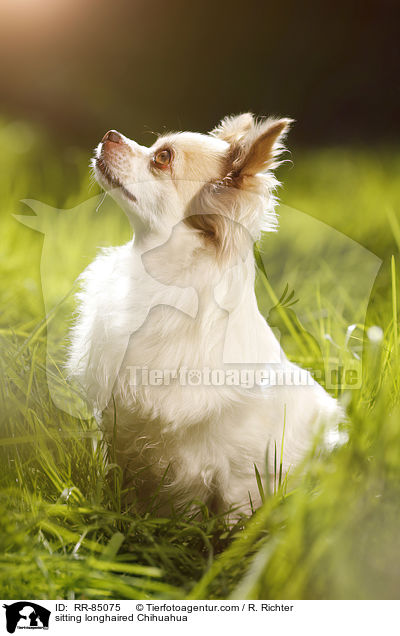 sitting longhaired Chihuahua / RR-85075