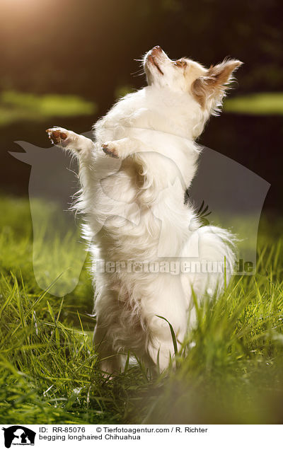 begging longhaired Chihuahua / RR-85076