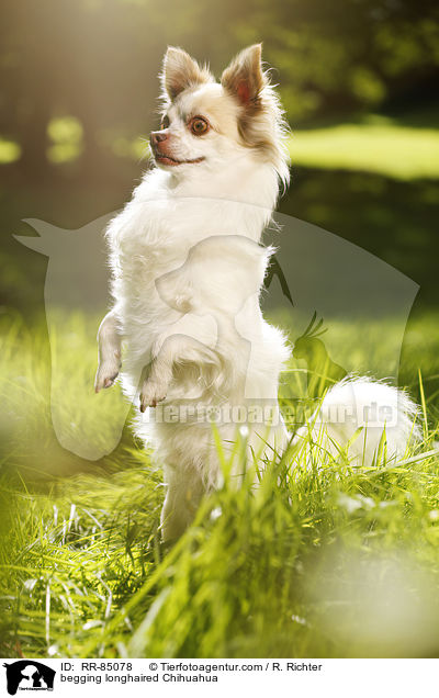 begging longhaired Chihuahua / RR-85078