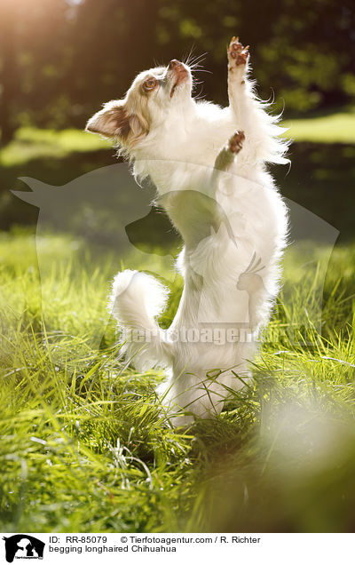 begging longhaired Chihuahua / RR-85079