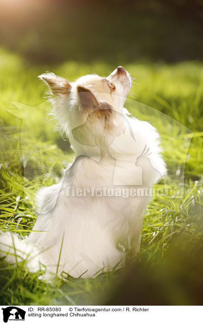 sitting longhaired Chihuahua / RR-85080