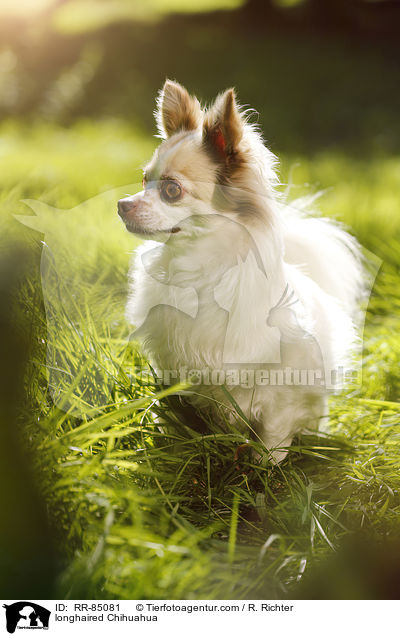 longhaired Chihuahua / RR-85081