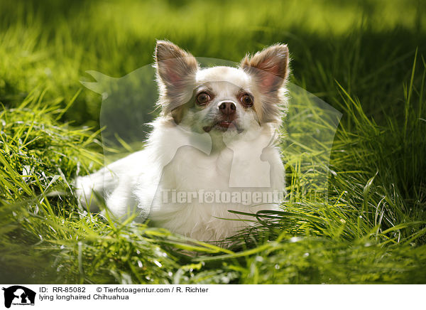 lying longhaired Chihuahua / RR-85082