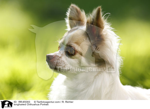 longhaired Chihuahua Portrait / RR-85083