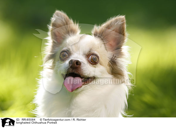 longhaired Chihuahua Portrait / RR-85084