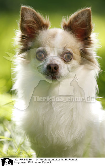 longhaired Chihuahua Portrait / RR-85086
