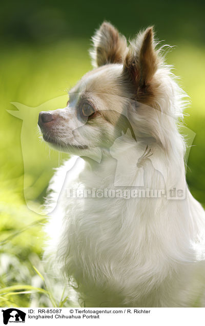 longhaired Chihuahua Portrait / RR-85087