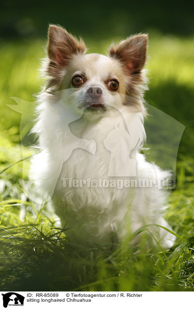 sitting longhaired Chihuahua / RR-85089