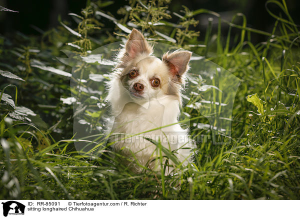sitting longhaired Chihuahua / RR-85091