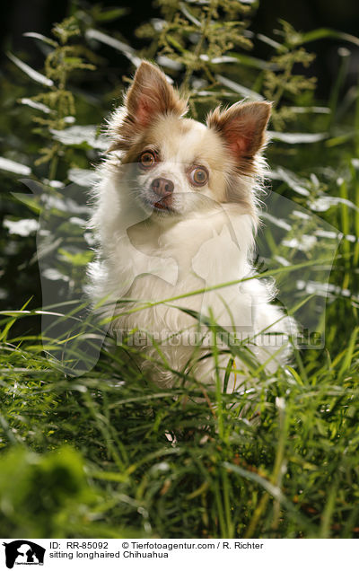 sitting longhaired Chihuahua / RR-85092