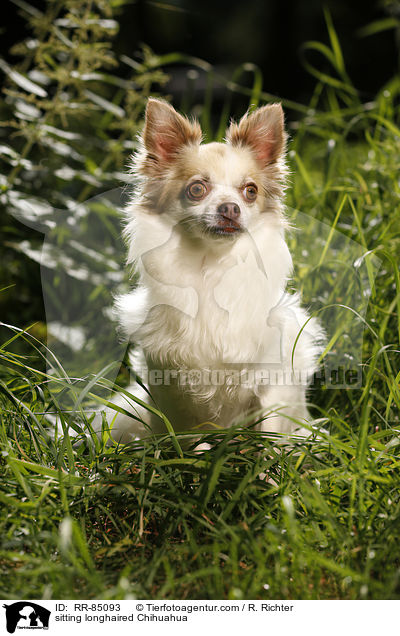 sitting longhaired Chihuahua / RR-85093