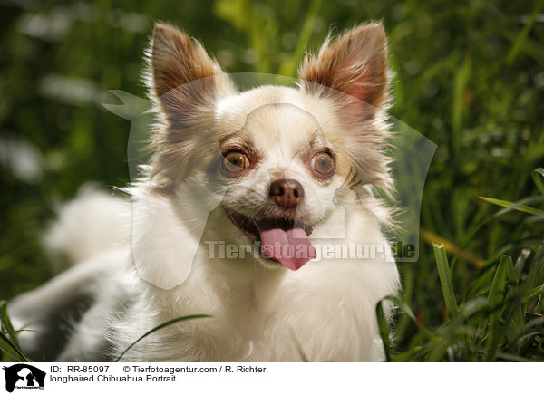 longhaired Chihuahua Portrait / RR-85097