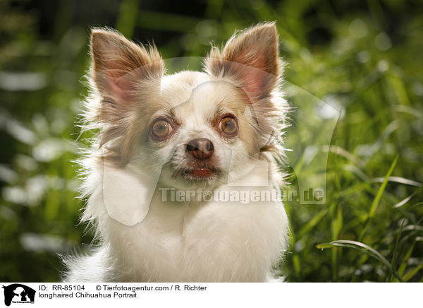 longhaired Chihuahua Portrait / RR-85104