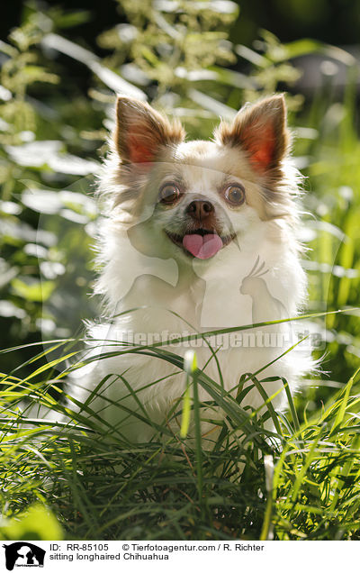 sitting longhaired Chihuahua / RR-85105