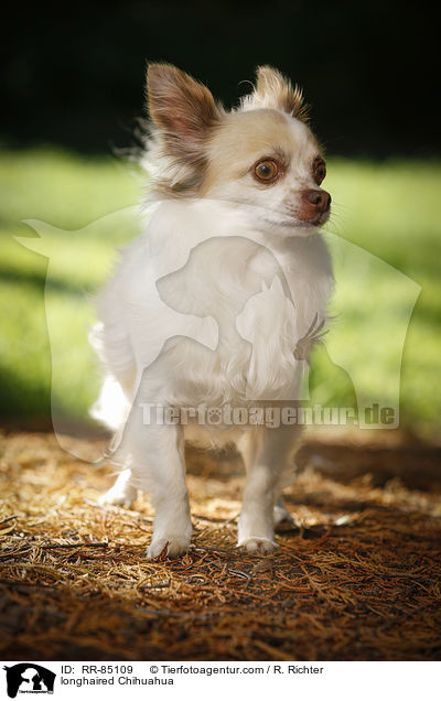 longhaired Chihuahua / RR-85109