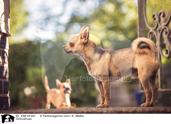 Chihuahuas / KMI-04397