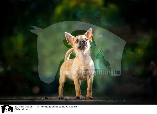 Chihuahua / KMI-04398