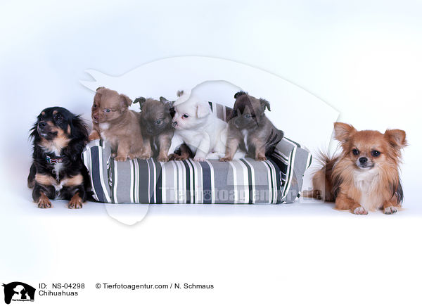 Chihuahuas / NS-04298