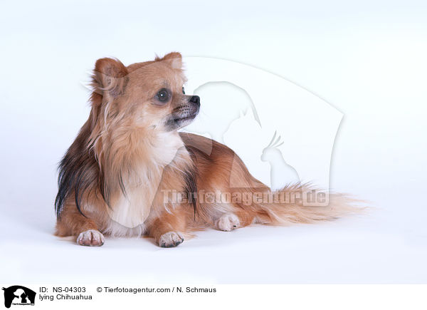 lying Chihuahua / NS-04303