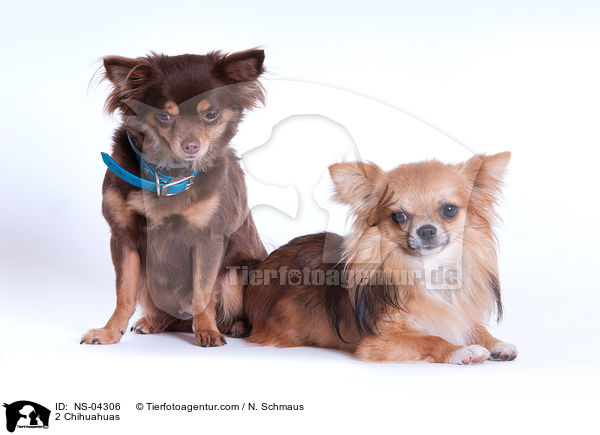 2 Chihuahuas / NS-04306