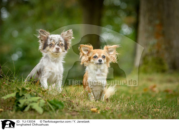 longhaired Chihuahuas / YJ-13034