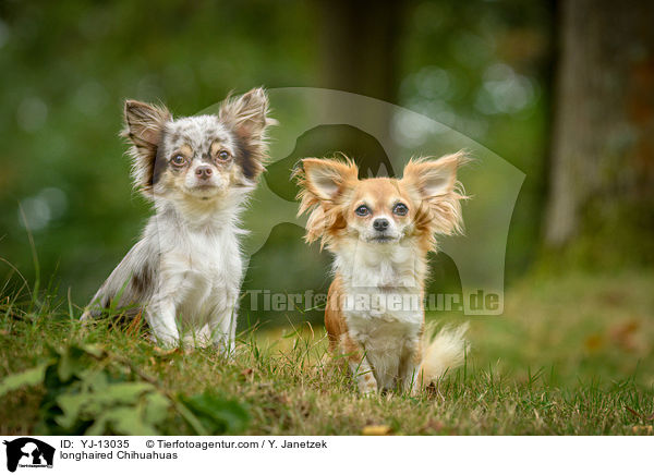 longhaired Chihuahuas / YJ-13035