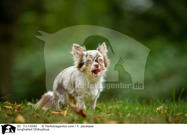 longhaired Chihuahua / YJ-13040