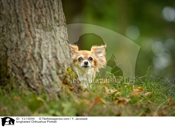 longhaired Chihuahua Portrait / YJ-13044