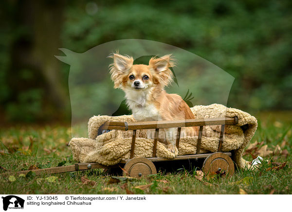sitting longhaired Chihuahua / YJ-13045