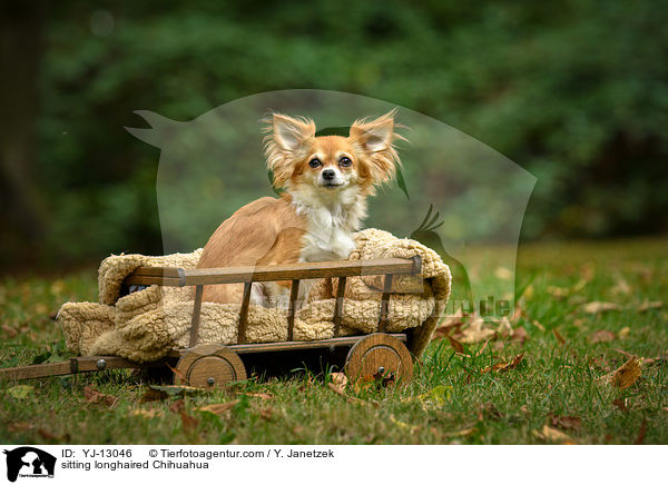 sitting longhaired Chihuahua / YJ-13046