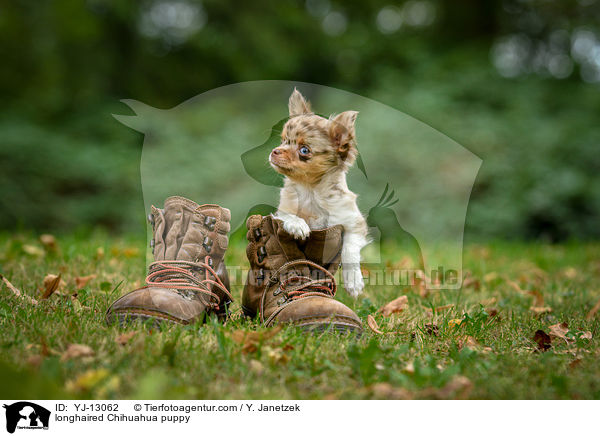 longhaired Chihuahua puppy / YJ-13062