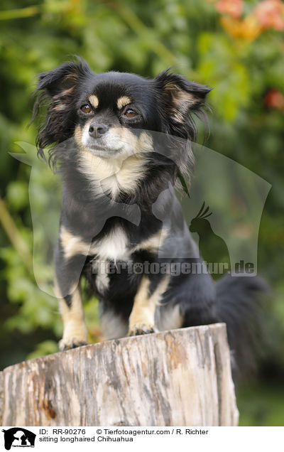 sitting longhaired Chihuahua / RR-90276