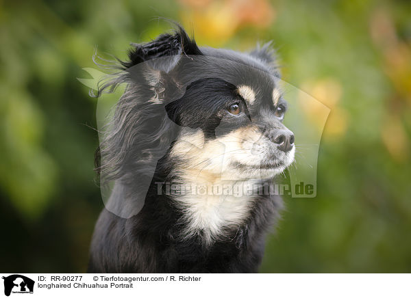 longhaired Chihuahua Portrait / RR-90277