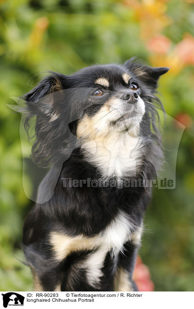 longhaired Chihuahua Portrait / RR-90283