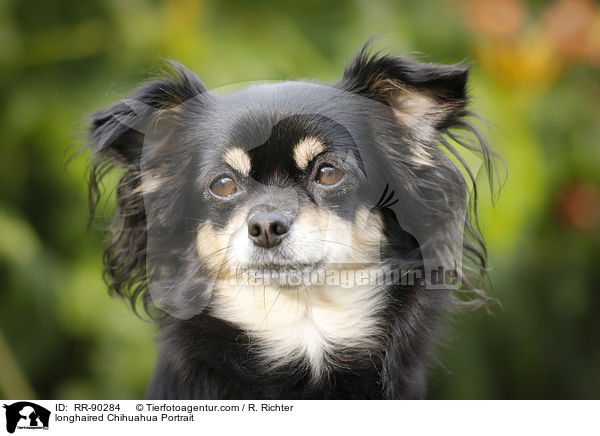 longhaired Chihuahua Portrait / RR-90284