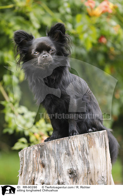sitting longhaired Chihuahua / RR-90286