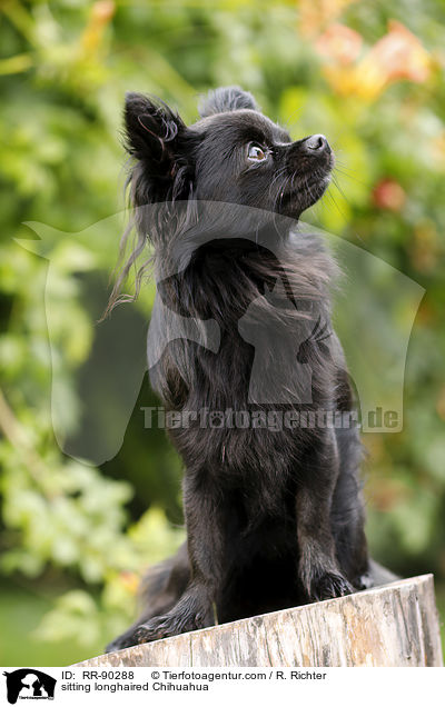 sitting longhaired Chihuahua / RR-90288
