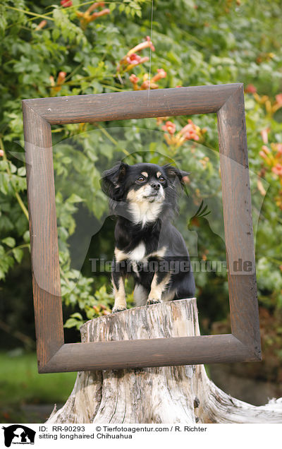 sitting longhaired Chihuahua / RR-90293