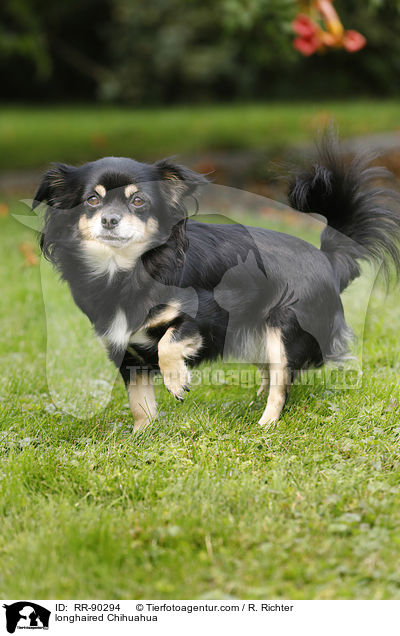 longhaired Chihuahua / RR-90294