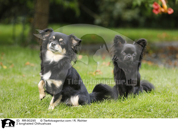 2 longhaired Chihuahuas / RR-90295