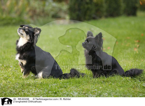 2 longhaired Chihuahuas / RR-90296