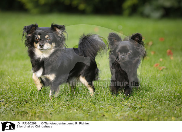 2 longhaired Chihuahuas / RR-90298