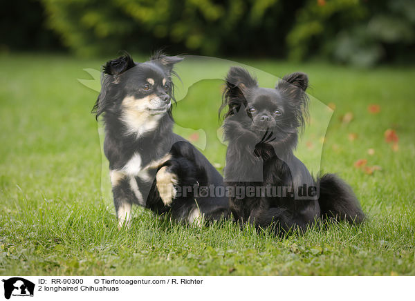 2 longhaired Chihuahuas / RR-90300