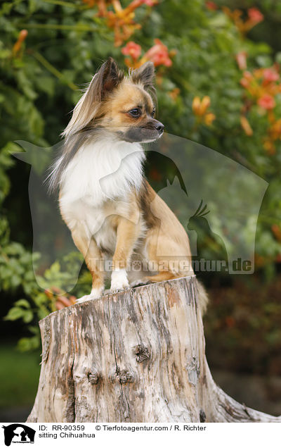 sitting Chihuahua / RR-90359